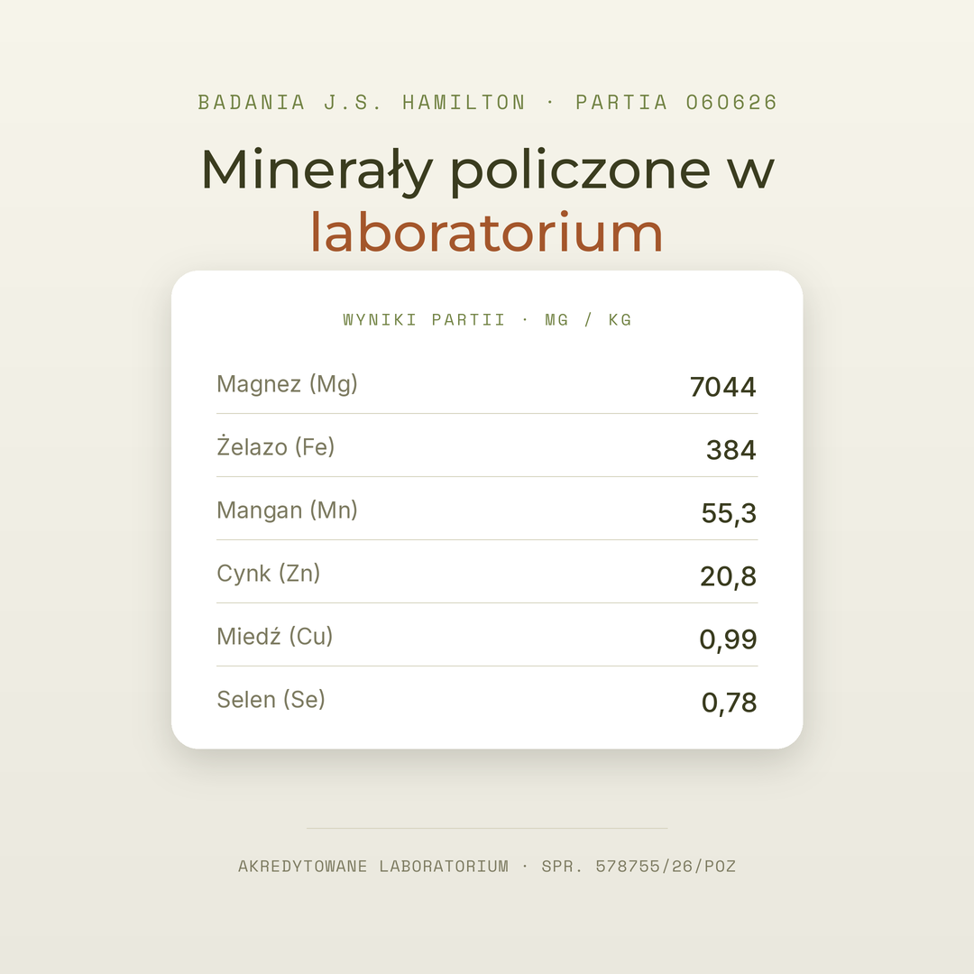 Kelp · algi brunatne — zdjęcie 4