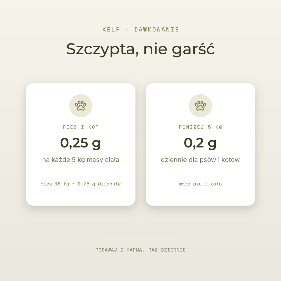 Kelp · algi brunatne — zdjęcie 5