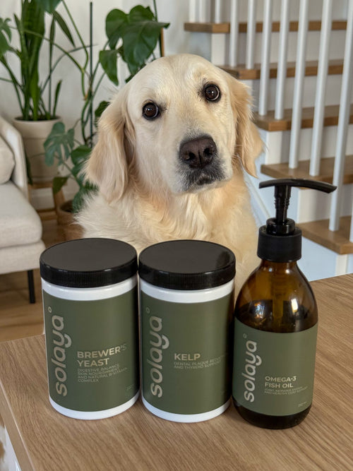 Golden retriever z zestawem SOLAYA